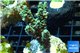 Acropora green Indonesia 3-4 cm WYSIWYG acclimaté