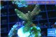 Acropora pink & green Indonesia 3-5 cm WYSIWYG acclimaté