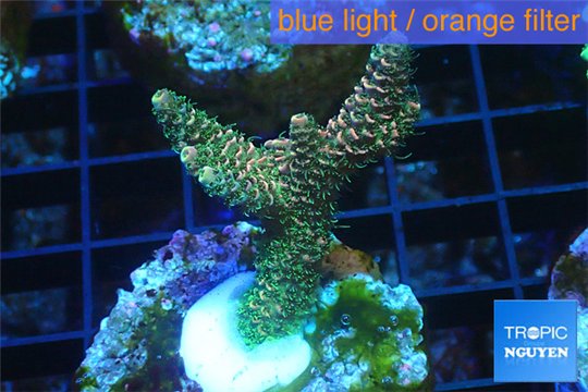 Acropora pink & green Indonesia 3-5 cm WYSIWYG acclimaté