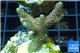 Acropora pink & green Indonesia 3-5 cm WYSIWYG acclimaté