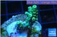 Acropora green Indonesia 2-3 cm WYSIWYG acclimaté
