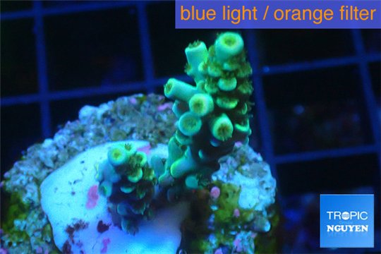 Acropora green Indonesia 2-3 cm WYSIWYG acclimaté