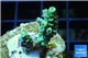 Acropora green Indonesia 2-3 cm WYSIWYG acclimaté