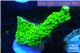 Acropora full neon green 3-5 cm WYSIWYG acclimaté