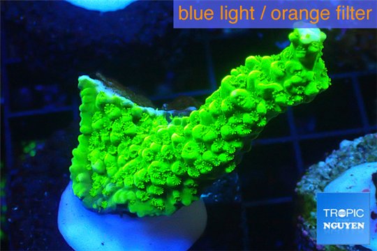 Acropora full neon green 3-5 cm WYSIWYG acclimaté