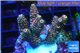 Acropora pink & green indonesia 3-4 cm WYSIWYG acclimaté