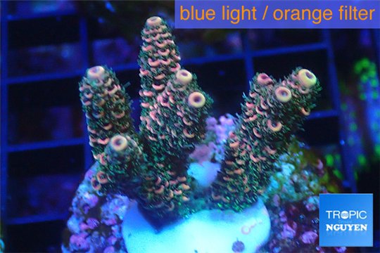 Acropora pink & green indonesia 3-4 cm WYSIWYG acclimaté