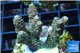 Acropora pink & green indonesia 3-4 cm WYSIWYG acclimaté