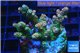 Acropora pink & green indonesia 3-5 cm WYSIWYG acclimaté