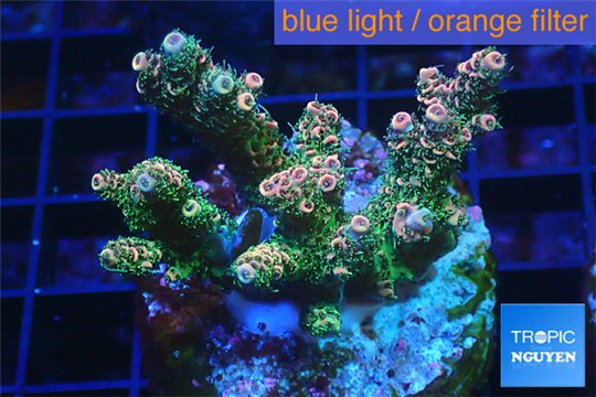 Acropora pink & green indonesia 3-5 cm WYSIWYG acclimaté