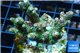 Acropora pink & green indonesia 3-5 cm WYSIWYG acclimaté