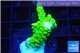 Acropora full neon green 2-4 cm WYSIWYG acclimaté