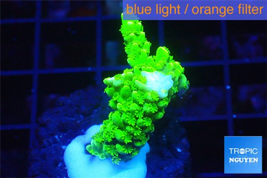 Acropora full neon green 2-4 cm WYSIWYG acclimaté