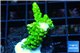 Acropora full neon green 2-4 cm WYSIWYG acclimaté