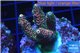 Acropora pink & green indonesia 3-4 cm WYSIWYG acclimaté