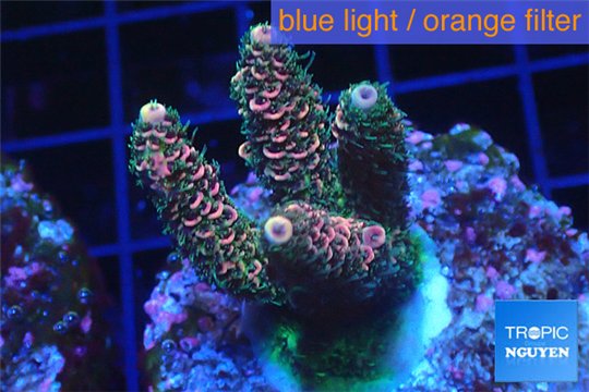 Acropora pink & green indonesia 3-4 cm WYSIWYG acclimaté