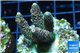 Acropora pink & green indonesia 3-4 cm WYSIWYG acclimaté