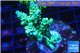 Acropora green & blue tip Indonesia 3-4 cm WYSIWYG acclimaté