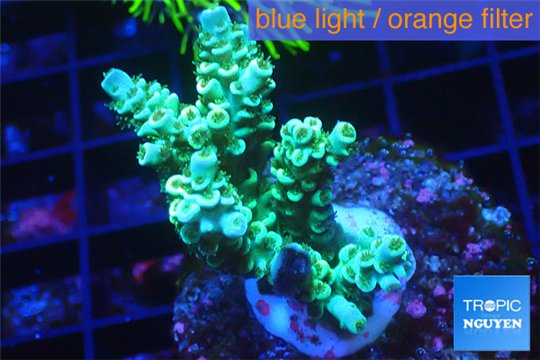 Acropora green & blue tip Indonesia 3-4 cm WYSIWYG acclimaté