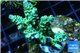 Acropora green & blue tip Indonesia 3-4 cm WYSIWYG acclimaté