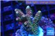 Acropora pink & green indonesia 3-4 cm WYSIWYG acclimaté