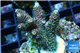 Acropora pink & green indonesia 3-4 cm WYSIWYG acclimaté