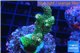 Acropora pink & green indonesia 3-5 cm WYSIWYG acclimaté