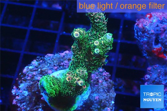 Acropora pink & green indonesia 3-5 cm WYSIWYG acclimaté