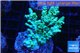 Acropora green blue tip 3-5 cm WYSIWYG acclimaté