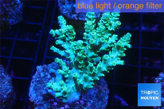 Acropora green blue tip 3-5 cm WYSIWYG acclimaté