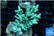 Acropora green blue tip 3-5 cm WYSIWYG acclimaté