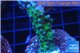 Acropora green purple 2-4 cm WYSIWYG acclimaté
