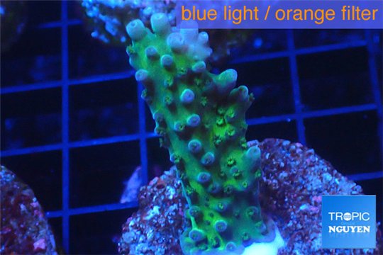 Acropora green purple 2-4 cm WYSIWYG acclimaté