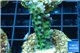 Acropora green purple 2-4 cm WYSIWYG acclimaté