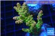Acropora golden purple Indonesia 3-5 cm WYSIWYG acclimaté