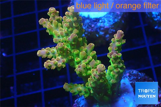 Acropora golden purple Indonesia 3-5 cm WYSIWYG acclimaté