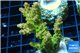 Acropora golden purple Indonesia 3-5 cm WYSIWYG acclimaté