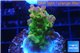 Acropora golden purple Indonesia 3-4 cm WYSIWYG acclimaté
