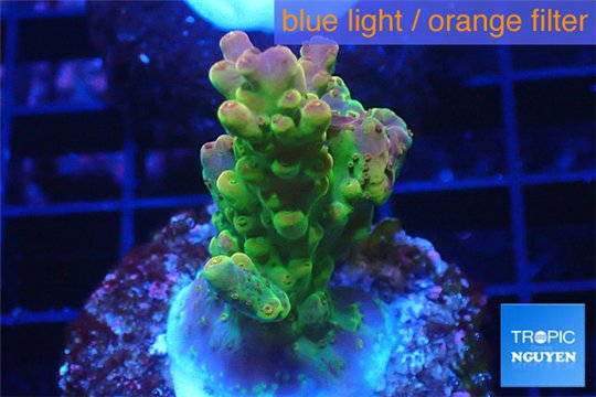 Acropora golden purple Indonesia 3-4 cm WYSIWYG acclimaté