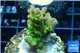 Acropora golden purple Indonesia 3-4 cm WYSIWYG acclimaté
