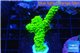 Acropora full neon green 3-5 cm WYSIWYG acclimaté