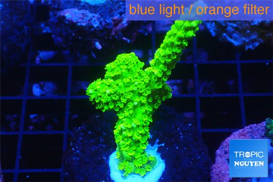 Acropora full neon green 3-5 cm WYSIWYG acclimaté