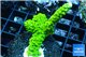 Acropora full neon green 3-5 cm WYSIWYG acclimaté