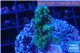Acropora green purple Australia 2-4 cm WYSIWYG acclimaté