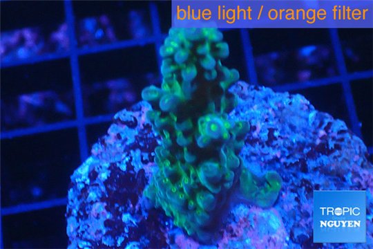 Acropora green purple Australia 2-4 cm WYSIWYG acclimaté