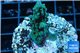 Acropora green purple Australia 2-4 cm WYSIWYG acclimaté