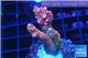 Acropora millepora green & pink 3-4 cm WYSIWYG acclimaté