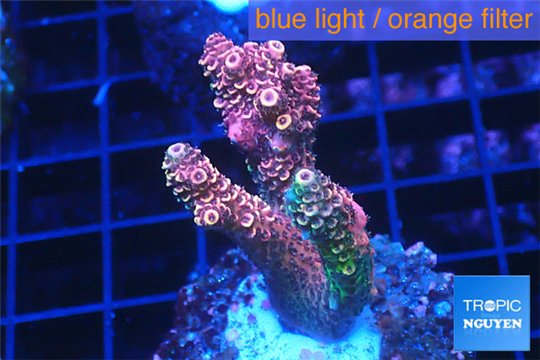Acropora millepora green & pink 3-4 cm WYSIWYG acclimaté