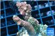 Acropora millepora green & pink 3-4 cm WYSIWYG acclimaté