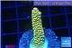Acropora pikachu Indonesia 2-3 cm WYSIWYG acclimaté